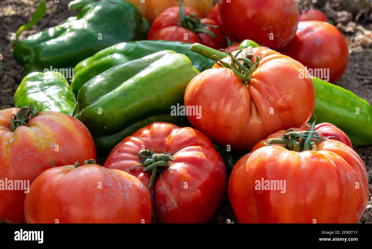 the fresh vegetables from the garden Stock Photo