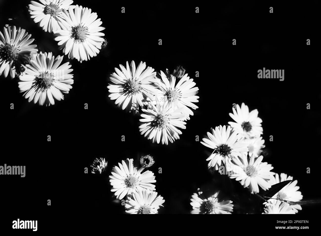 Daisy with many flowers with black background. Black and white depicted. Flowers isolated. Flower photo from nature. Stock Photo