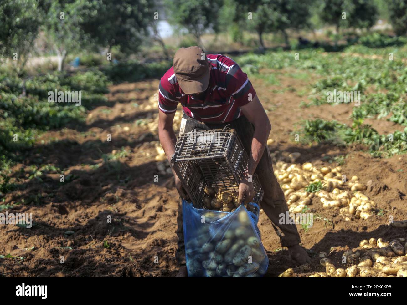 Palestinian farmer hi-res stock photography and images - Alamy