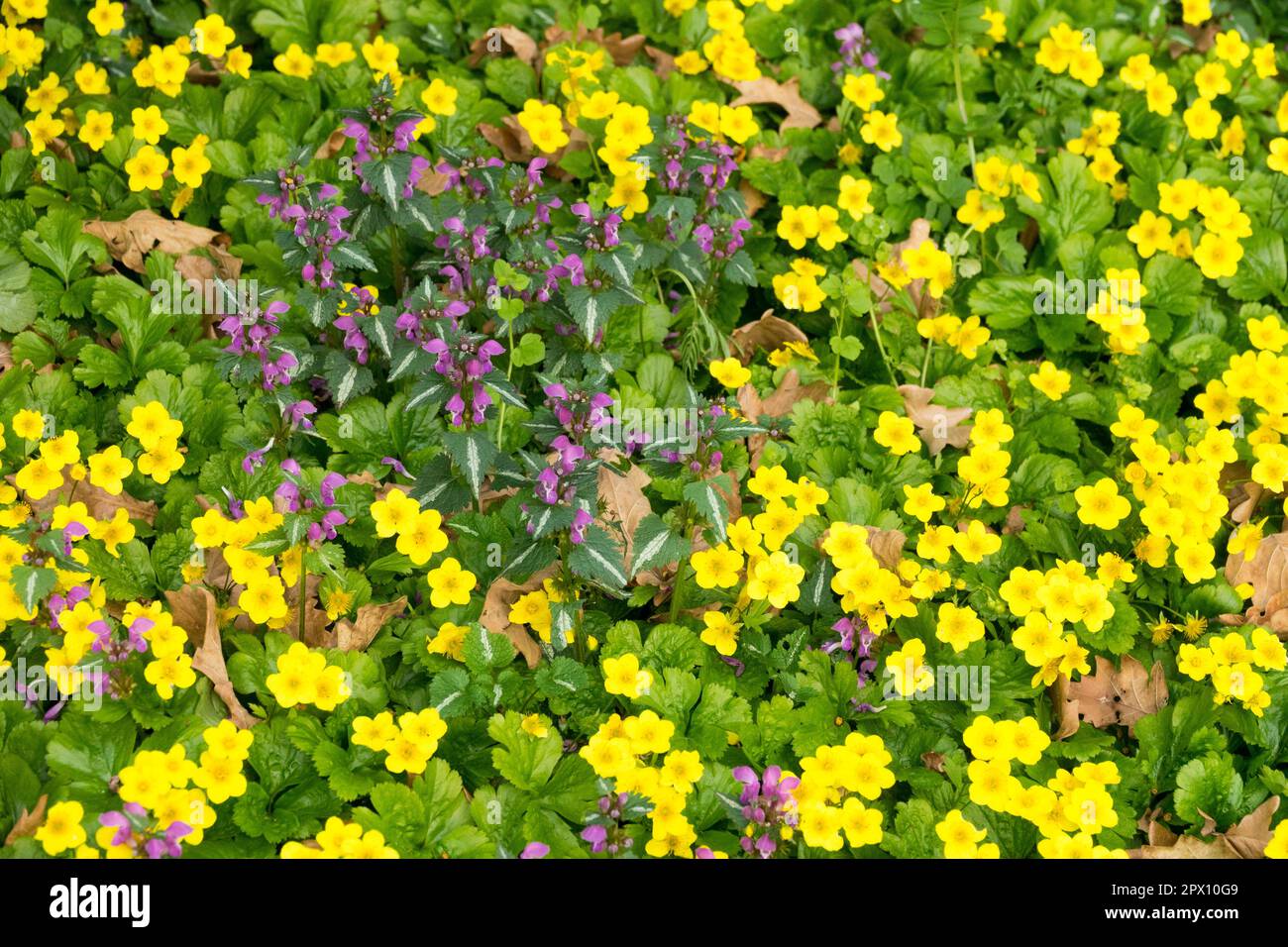 Waldsteinia, Lamium, Spotted dead Nettle, Lamium maculatum, Yellow, Flowers, Ground cover, Waldsteinia ternata Stock Photo