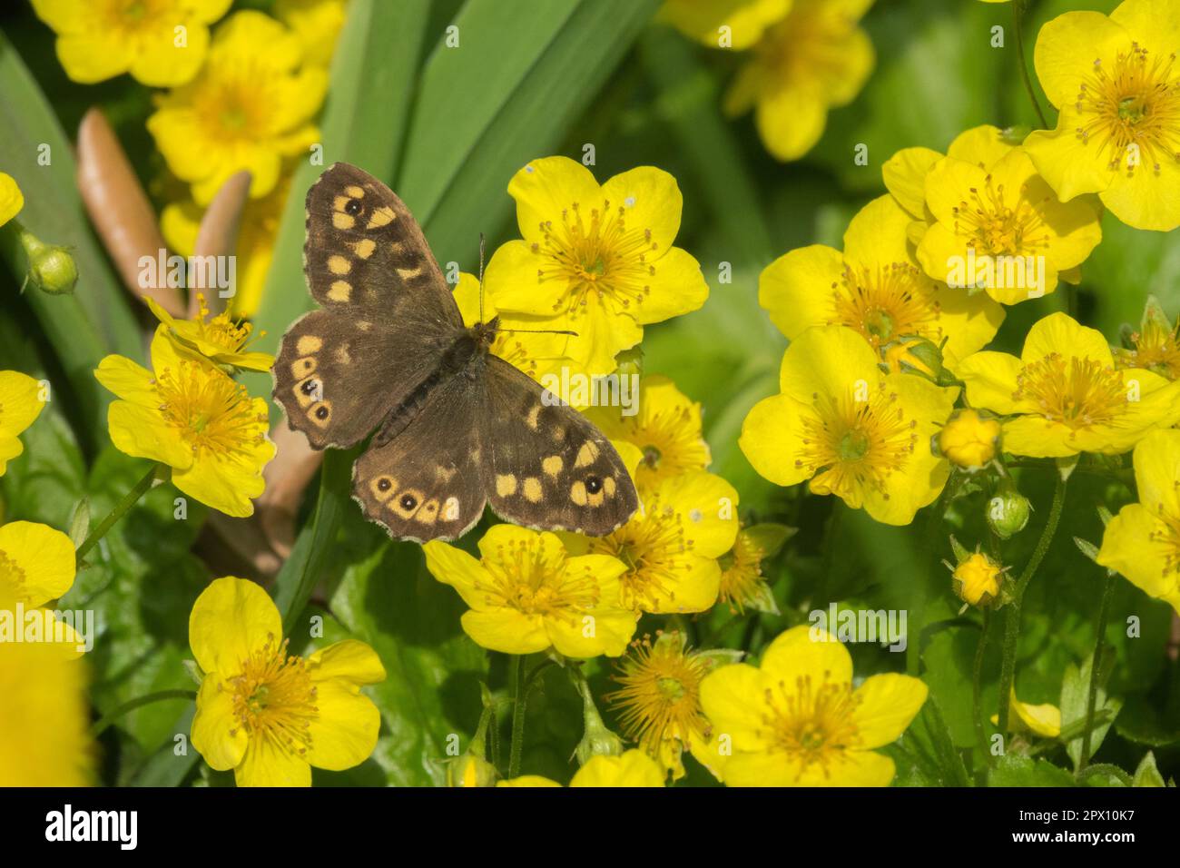 Speckled wood butterfly, Pararge aegeria on Waldsteinia ternata Stock Photo