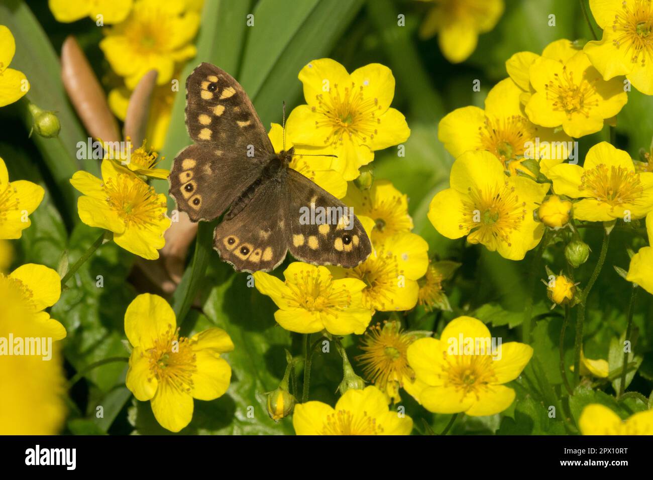 Barren Strawberry, Waldsteinia ternata, Speckled wood butterfly, Pararge aegeria Stock Photo