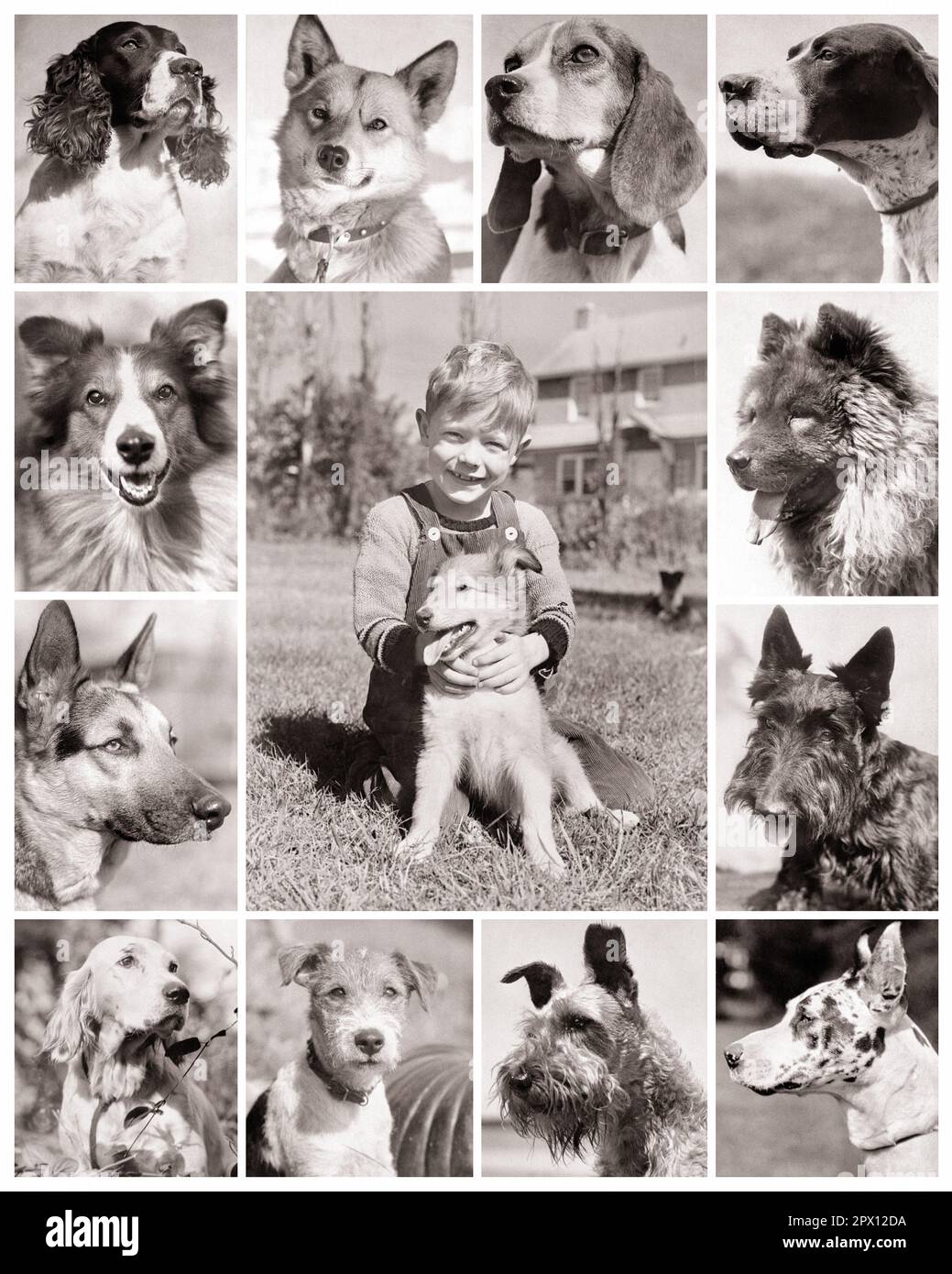 1930s MONTAGE OF POPULAR DOG BREED WITH BOY LOOKING AT CAMERA AND HIS BEST FRIEND IN CENTER  - m3375 HAR001 HARS TERRIER MAMMALS BEAGLE HIS AND CANINES HOUND POOCH RETRIEVER BREED FRIENDLY BREEDS MUTT CANINE GERMAN SHEPHERD HUNTING DOGS JUVENILES MAMMAL PUP SCOTTIE BLACK AND WHITE CAUCASIAN ETHNICITY GREAT DANE HAR001 OLD FASHIONED Stock Photo