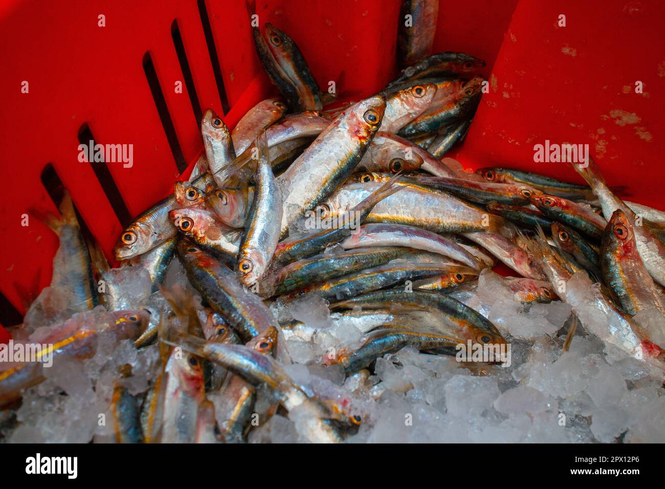 The fresh fish frozen in ice so that it lasts Stock Photo Alamy