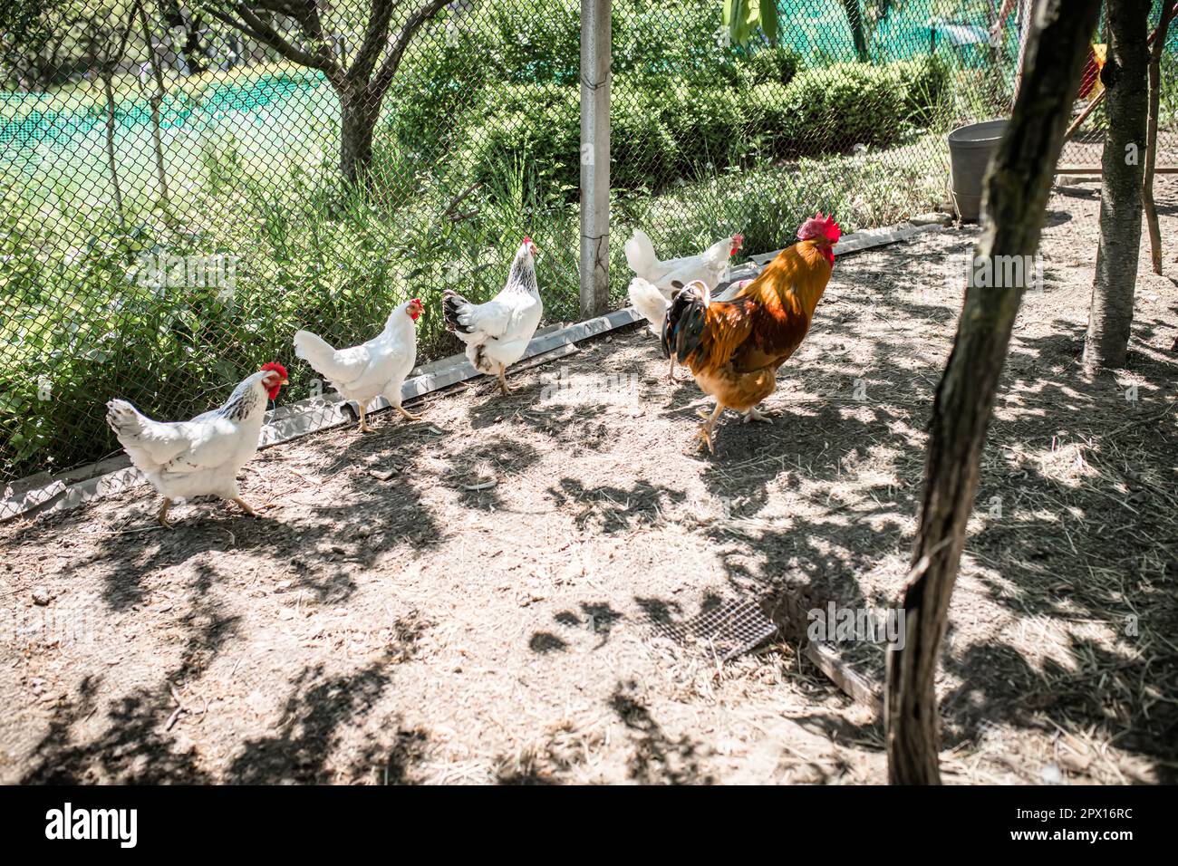 A red rooster and white chickens on an eco farm in a country house ...