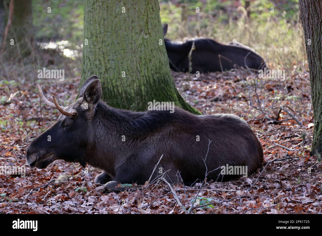 Elch (Alces alces) in einem Tierpark, Nordrhein-Westfalen, Deutschland, Mechernich Stock Photo