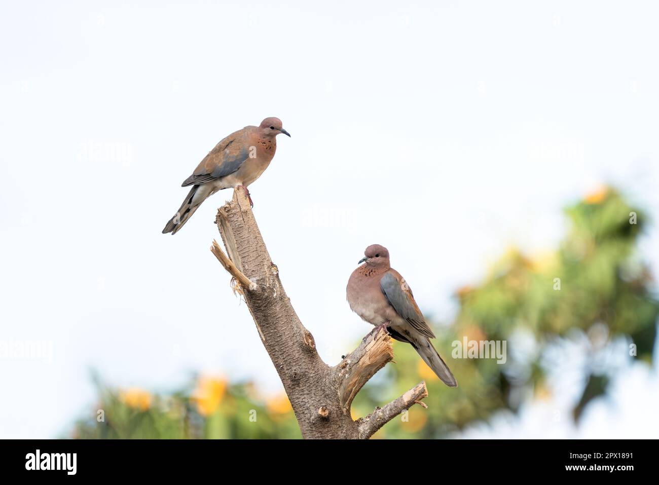 A pair of doves perched on top of a tree in Turkey Stock Photo
