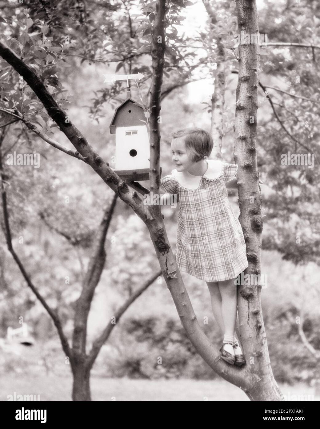 1930s CURIOUS LITTLE GIRL IN DRESS WITH WHITE COLLAR AND MARY JANE SHOES CLIMBING IN TREE TO LOOK INTO A BIRD HOUSE - j6969 HAR001 HARS FULL-LENGTH SCENIC CARING RISK CONFIDENCE B&W GOALS TEMPTATION HAPPINESS WELLNESS HIGH ANGLE ADVENTURE COURAGE AND EXCITEMENT KNOWLEDGE RECREATION MARY JANE PRIDE A IN INTO OPPORTUNITY TO CONNECTION CONCEPTUAL CURIOUS STYLISH BIRD HOUSE GROWTH JUVENILES WILDLIFE BLACK AND WHITE CAUCASIAN ETHNICITY HAR001 OLD FASHIONED Stock Photo