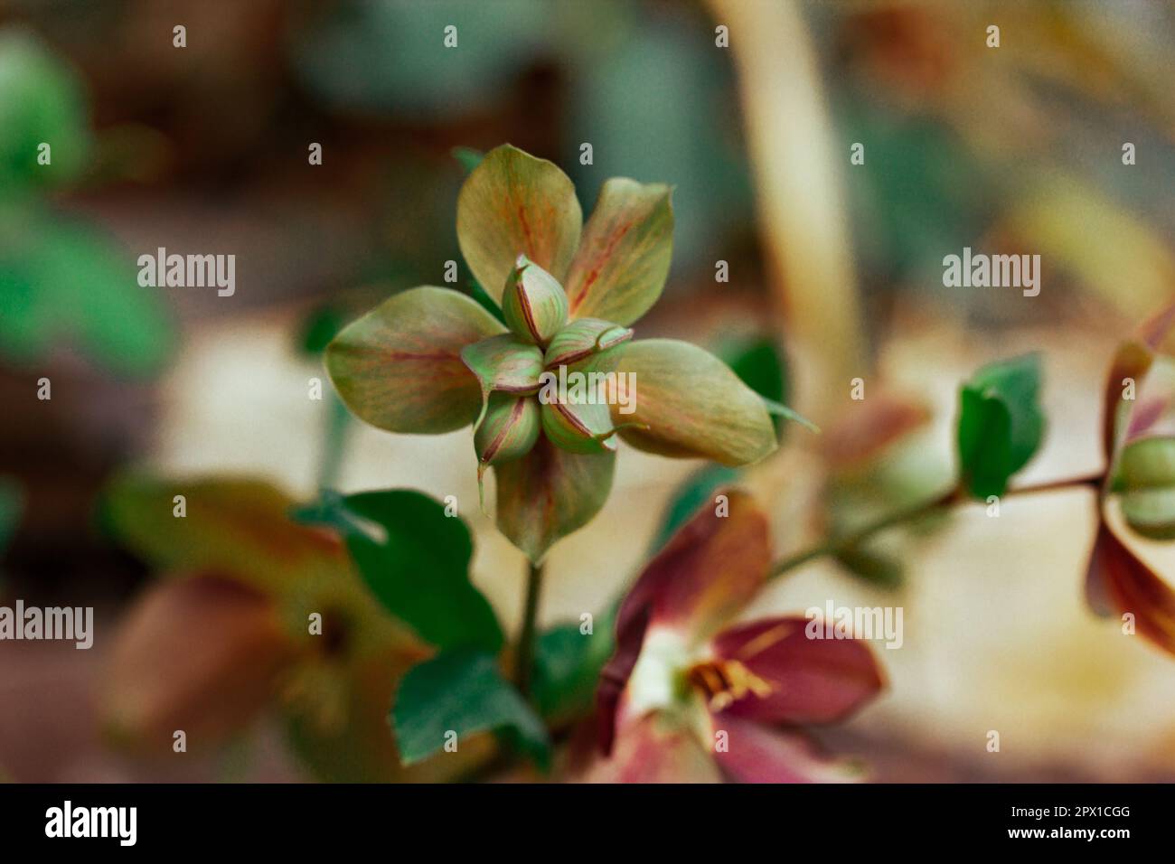 Helleborus purpurascens. Beautiful spring flowers of the buttercup