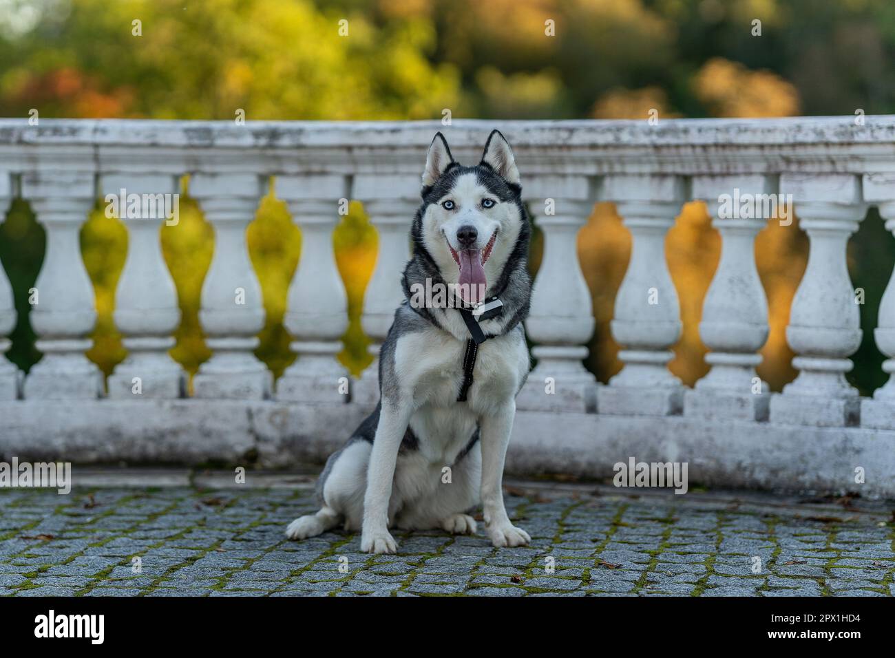A dog breed Husky sitting on the ground Stock Photo - Alamy