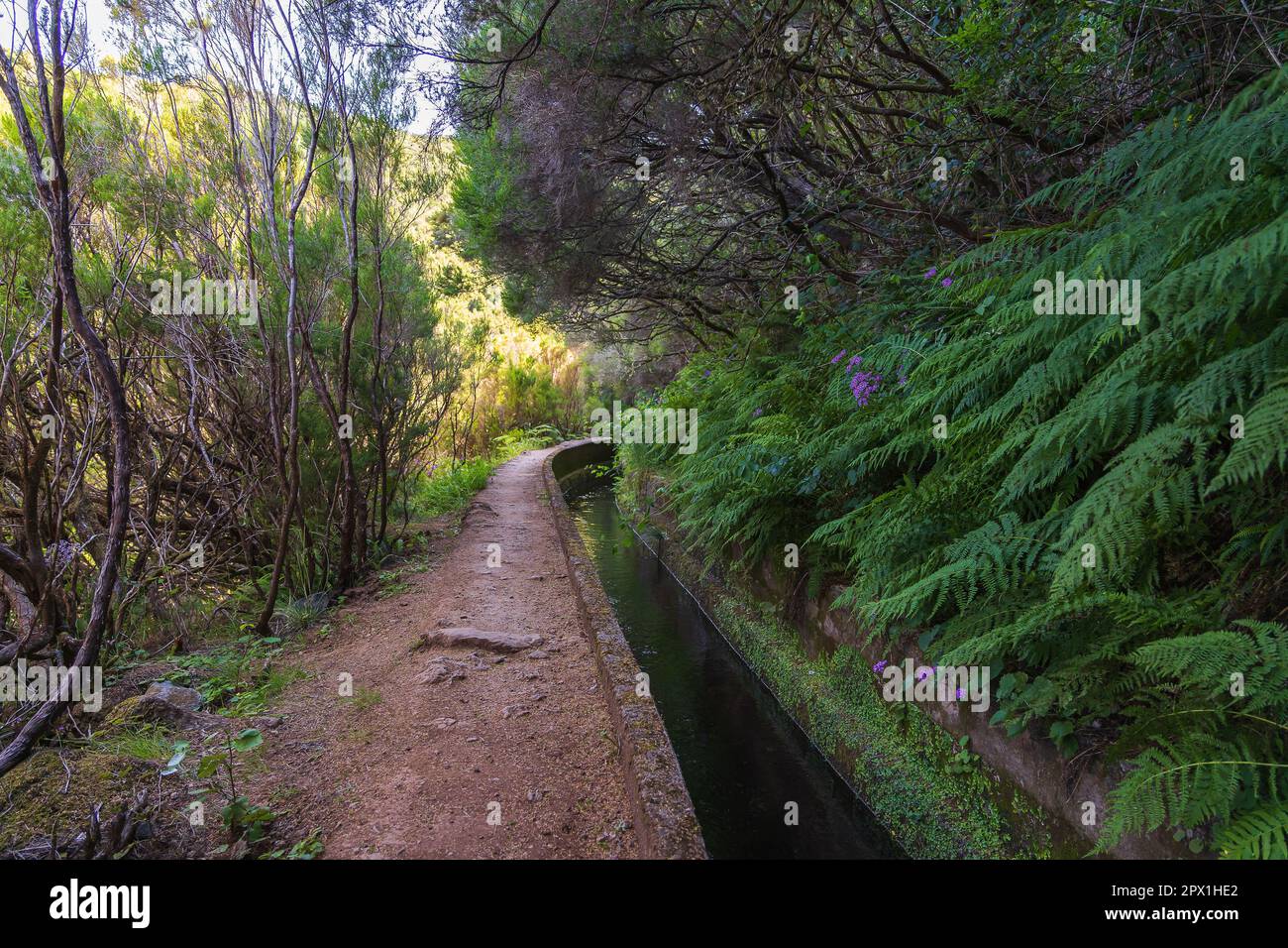 Hiking along levada irrigation channel at Madeira island in Portugal Stock Photo