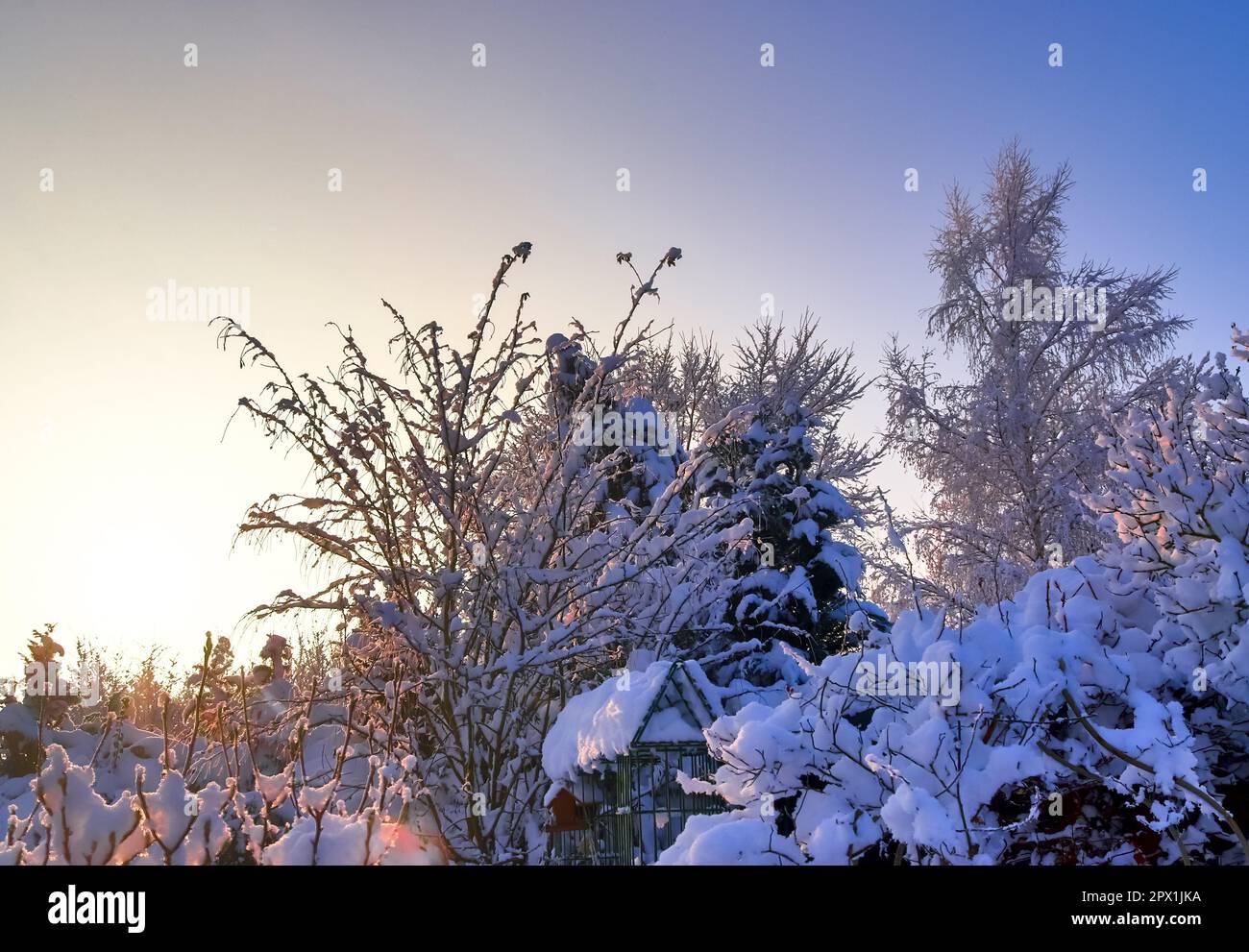 Beautiful shots of trees after heavy snowfall in sunny weather Stock ...