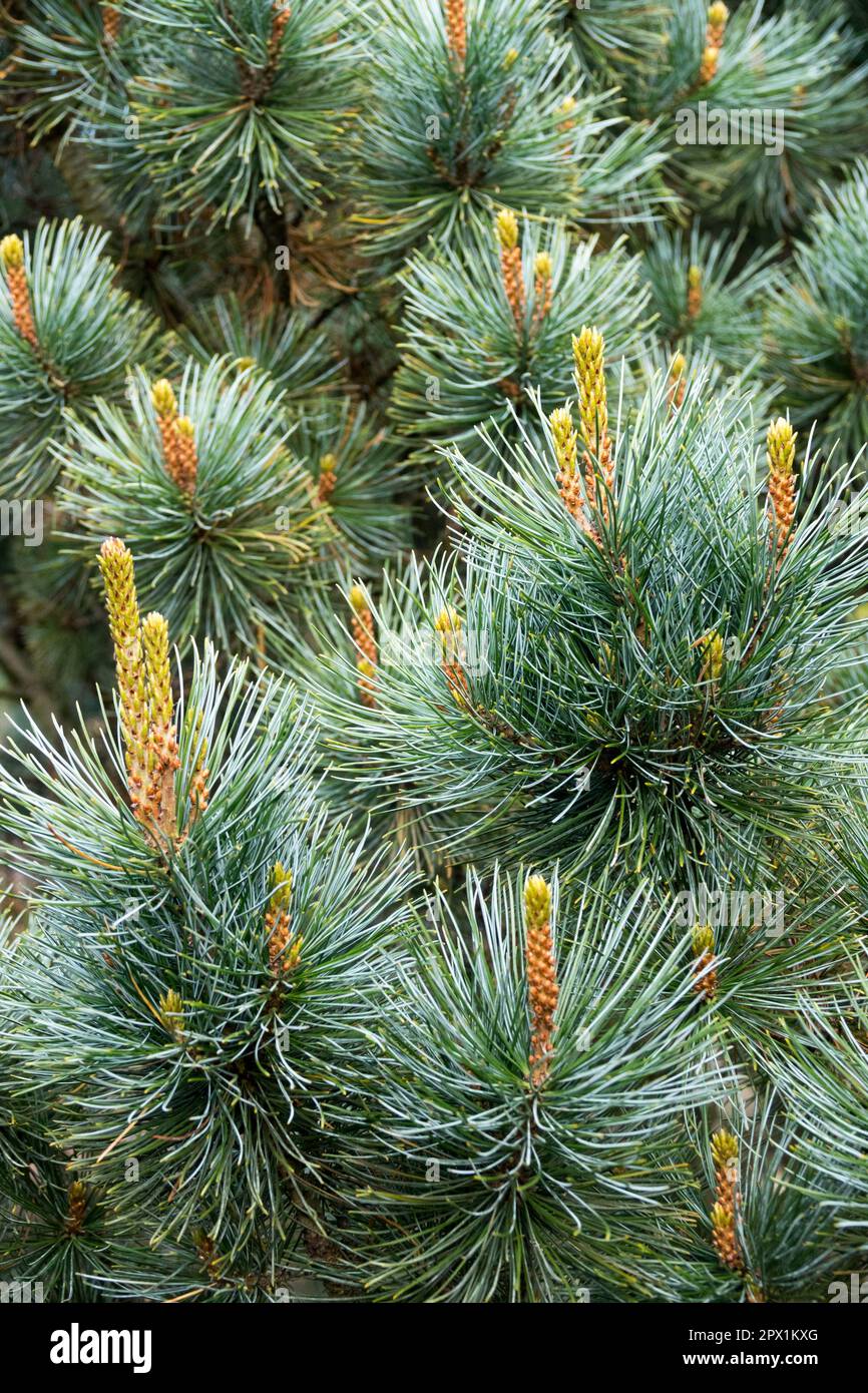 Pine, Pinus pumila 'Dwarf Blue', Dwarf Siberian Pine, Coniferous, Shoots, Tree Stock Photo
