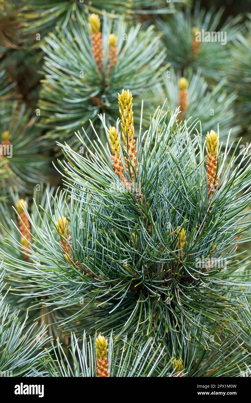 Dwarf Siberian Pine, Pinus pumila 'Dwarf Blue', Spring, Shoots Stock Photo