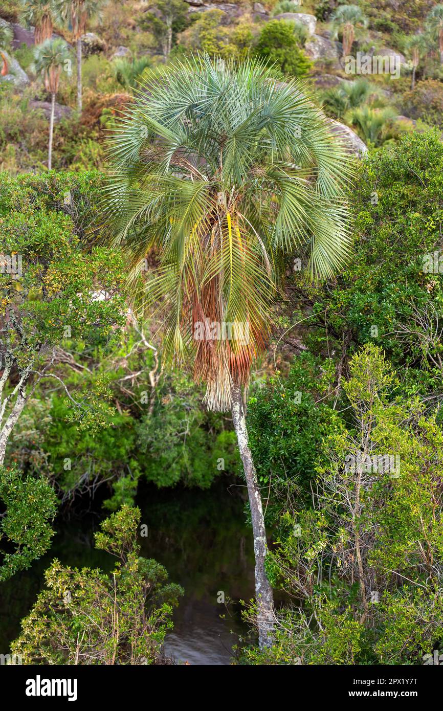 Ravenea glauca - species of flowering endemic plant, palm in the family Arecaceae. It is threatened by habitat loss. Andringitra National Park, Madaga Stock Photo