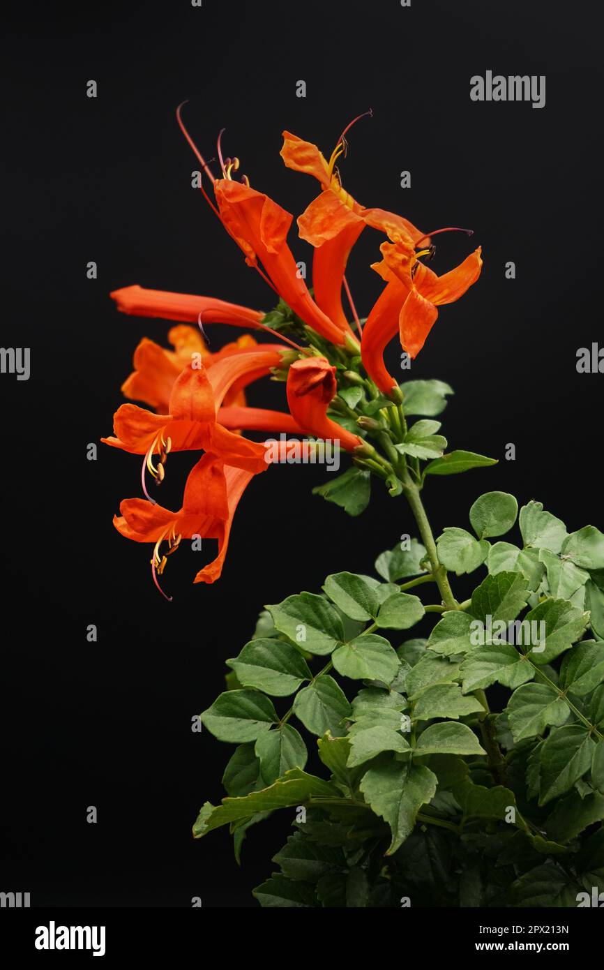 Red Cape Honeysuckle isolated on black background Stock Photo Alamy