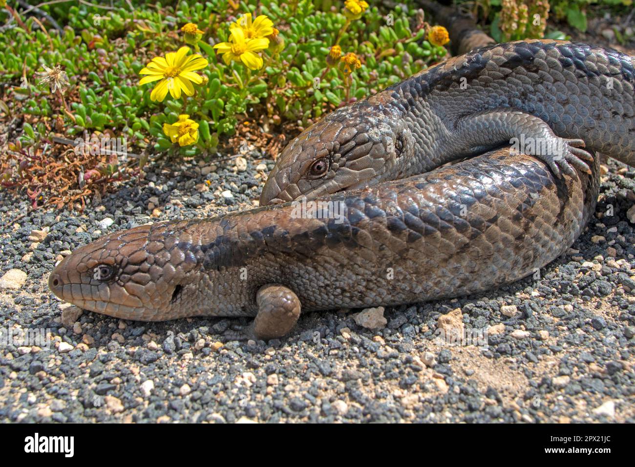 Blue tongue lizards on Cape Nelson Stock Photo