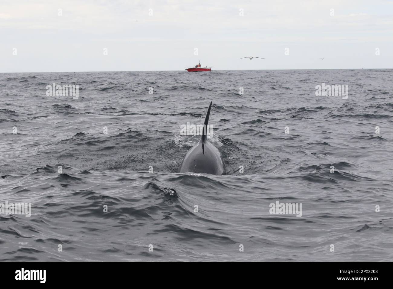 Photos were taken during a killer whale research trip around the Westman Islands, Iceland Stock Photo