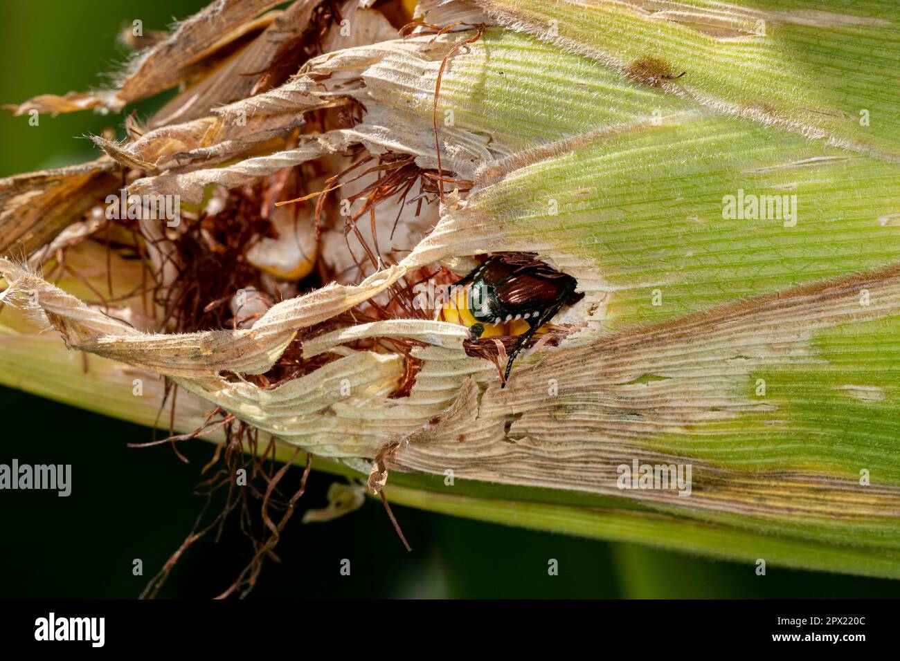 Pesticide resistance hi-res stock photography and images - Alamy