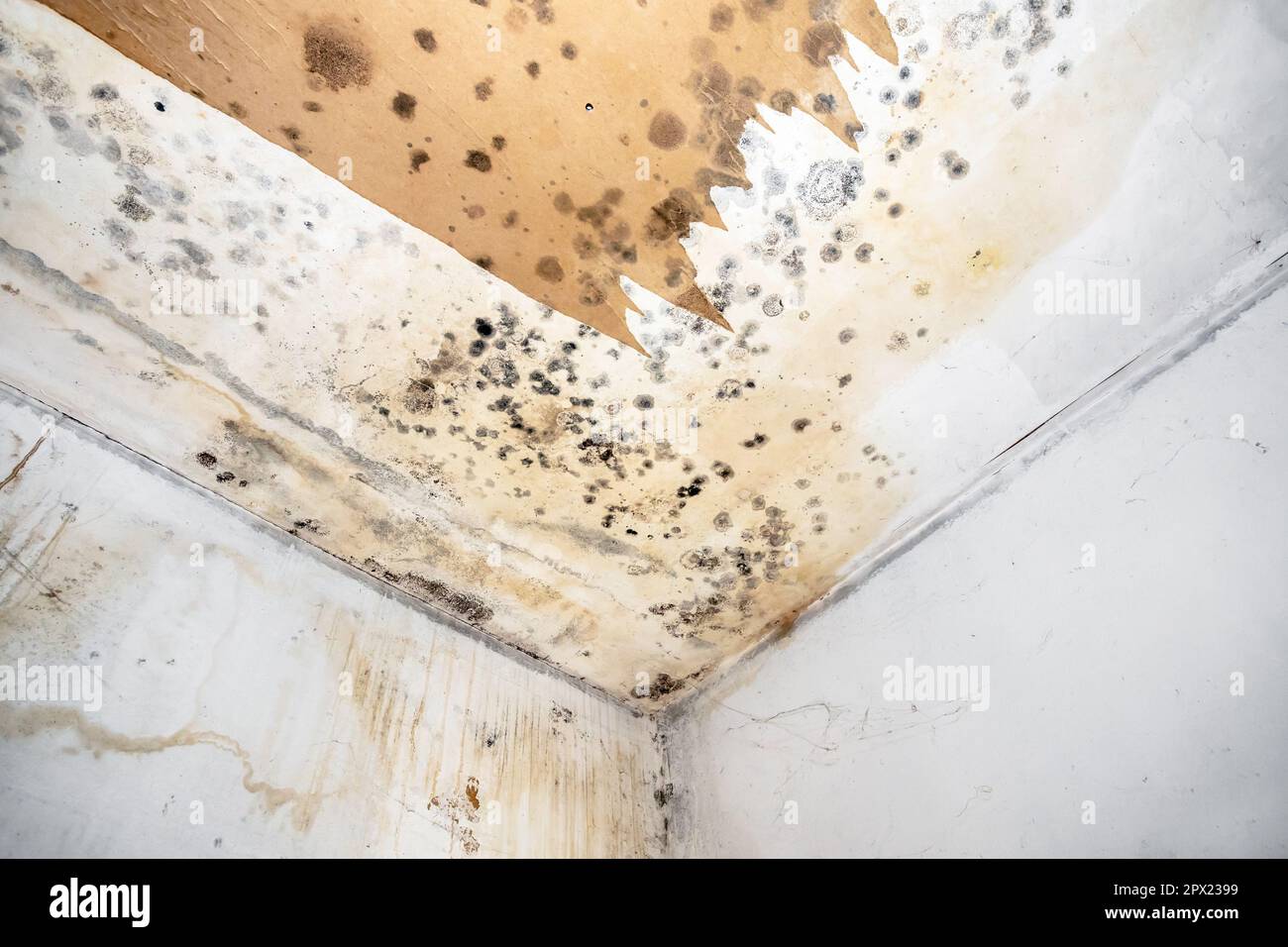 Mold fungus on ceiling and wall of roomcreating health problems for the