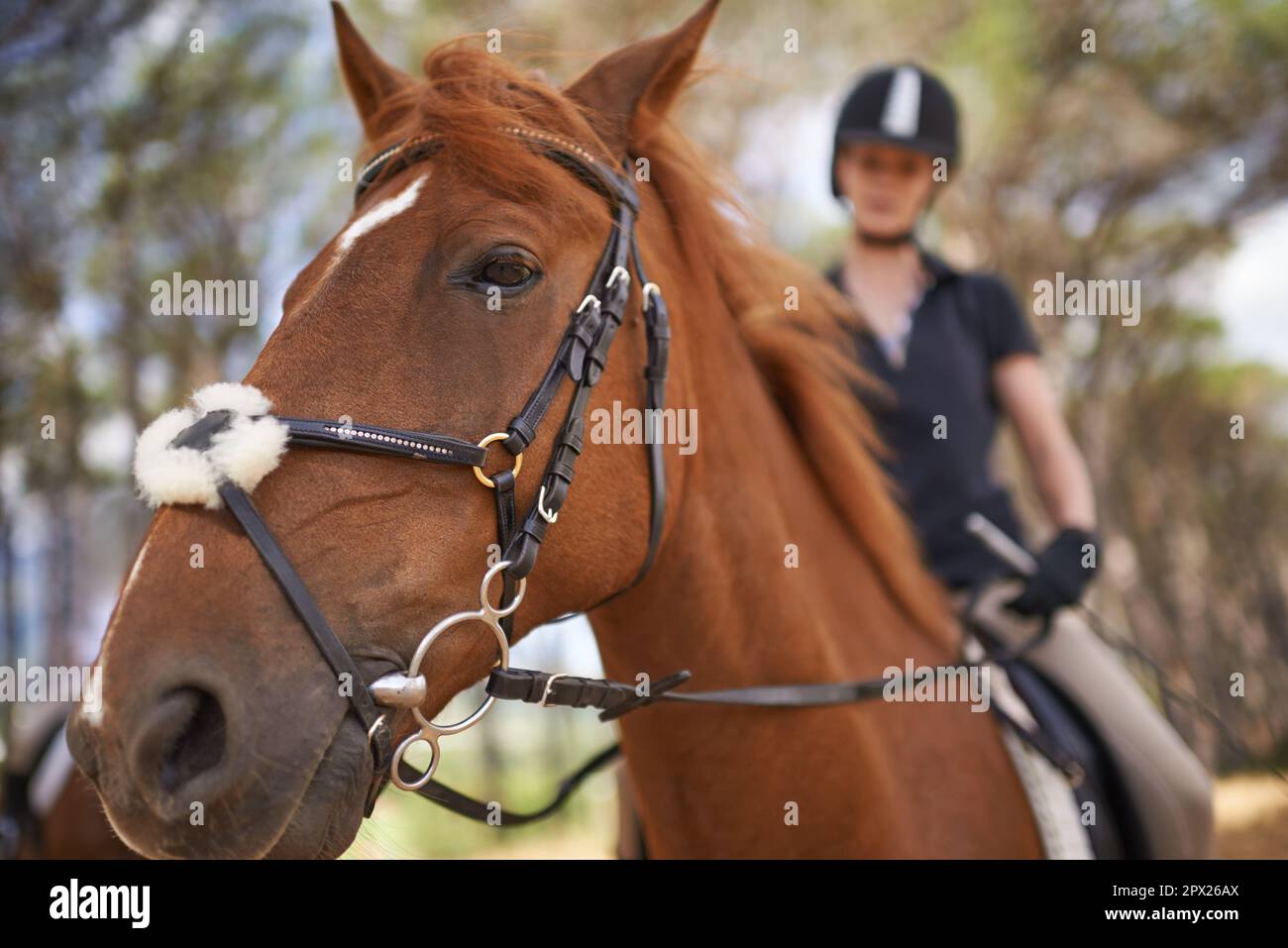 Experiencing nature on horseback. A young woman going for a ride on her chestnut horse. Stock Photo