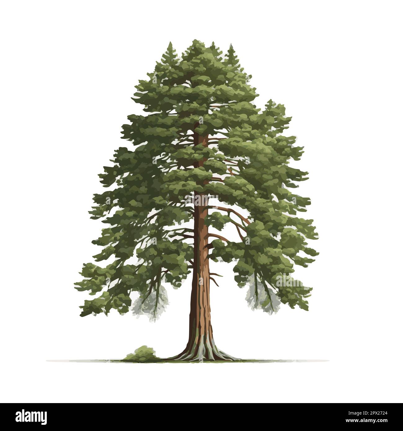Realistic green tallest tree in the world sequoia on a white background