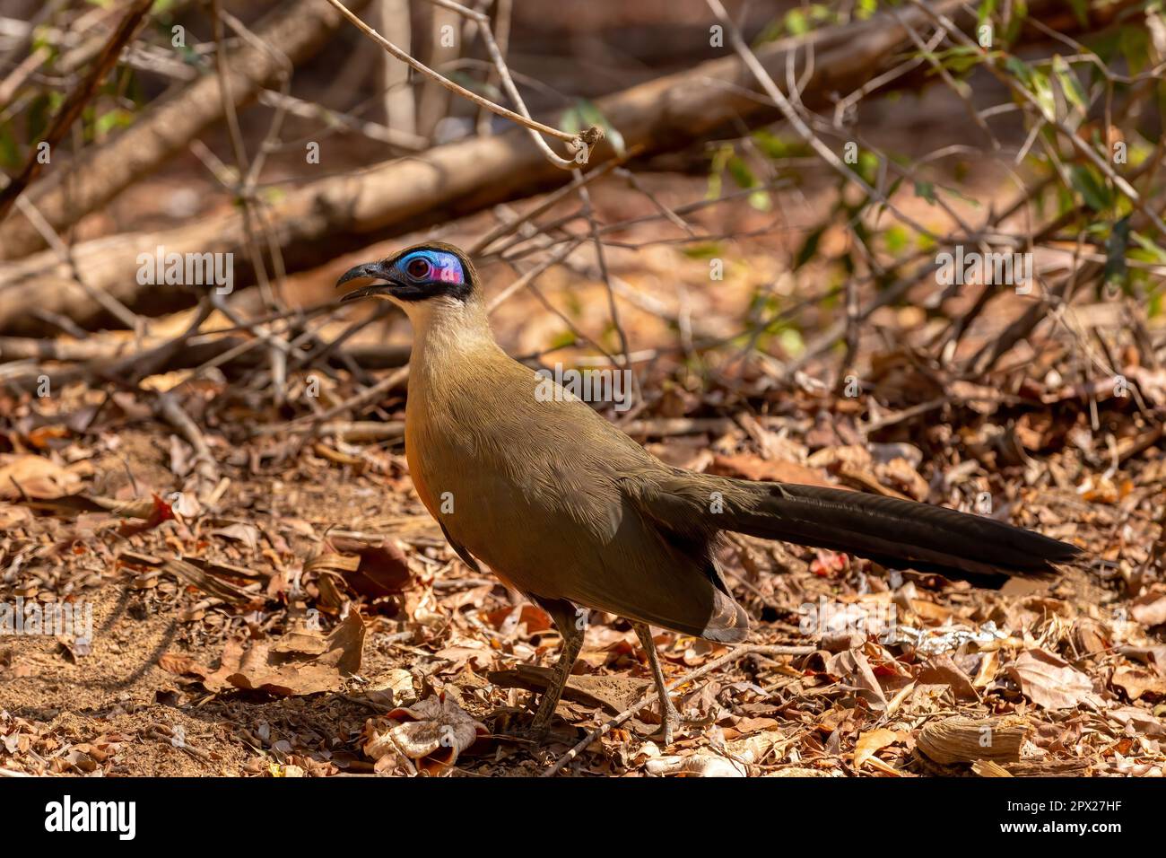 Giant coua (Coua gigas) is a bird species from the coua genus in the cuckoo family that is endemic to the dry forests of western and southern Madagasc Stock Photo