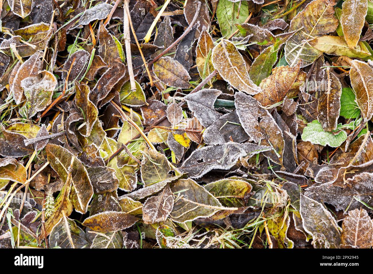 Autumn (Fall) leaves on the ground with frost on Stock Photo - Alamy