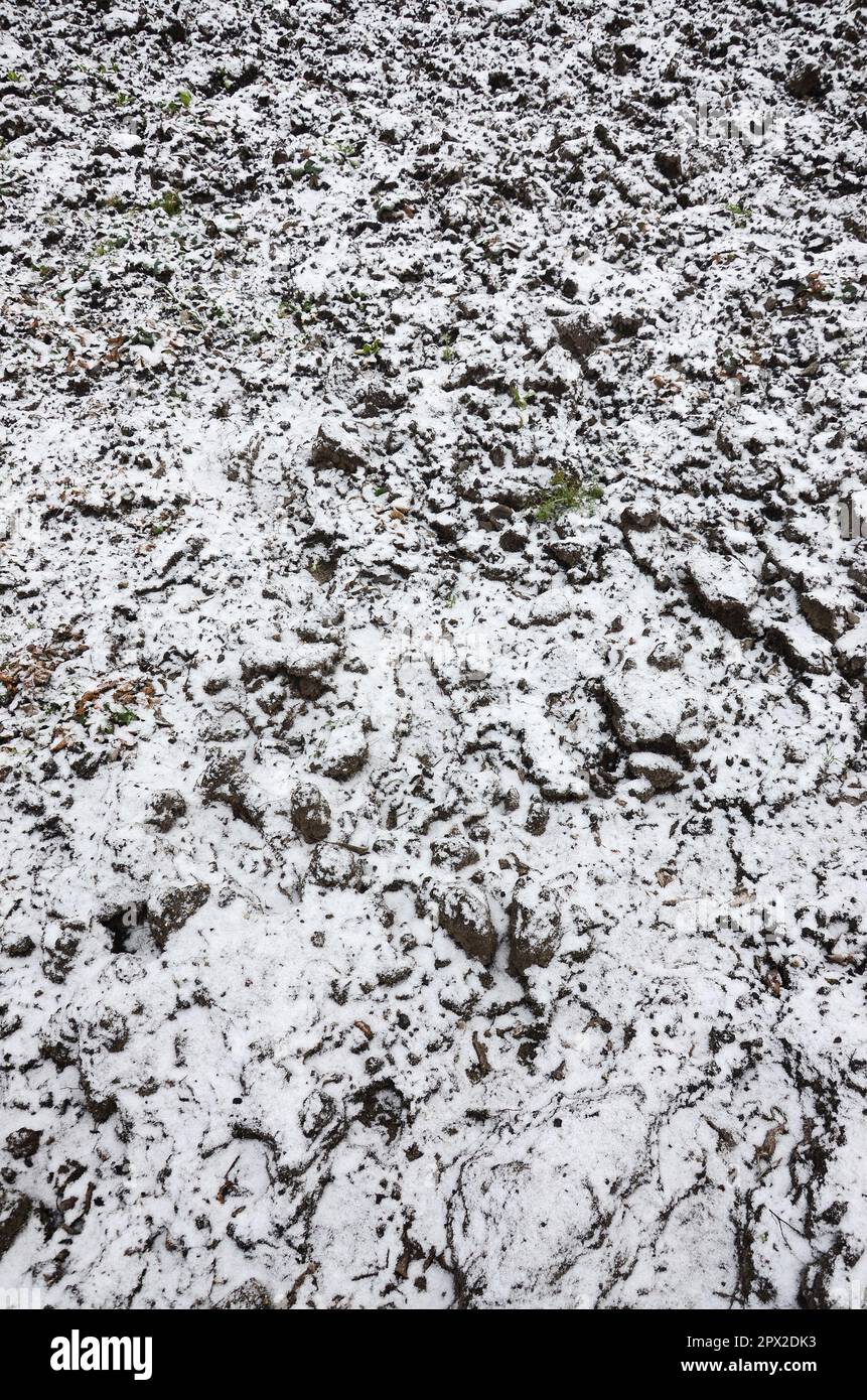 The texture of the ground, covered with a thin layer of snow. The soil ...