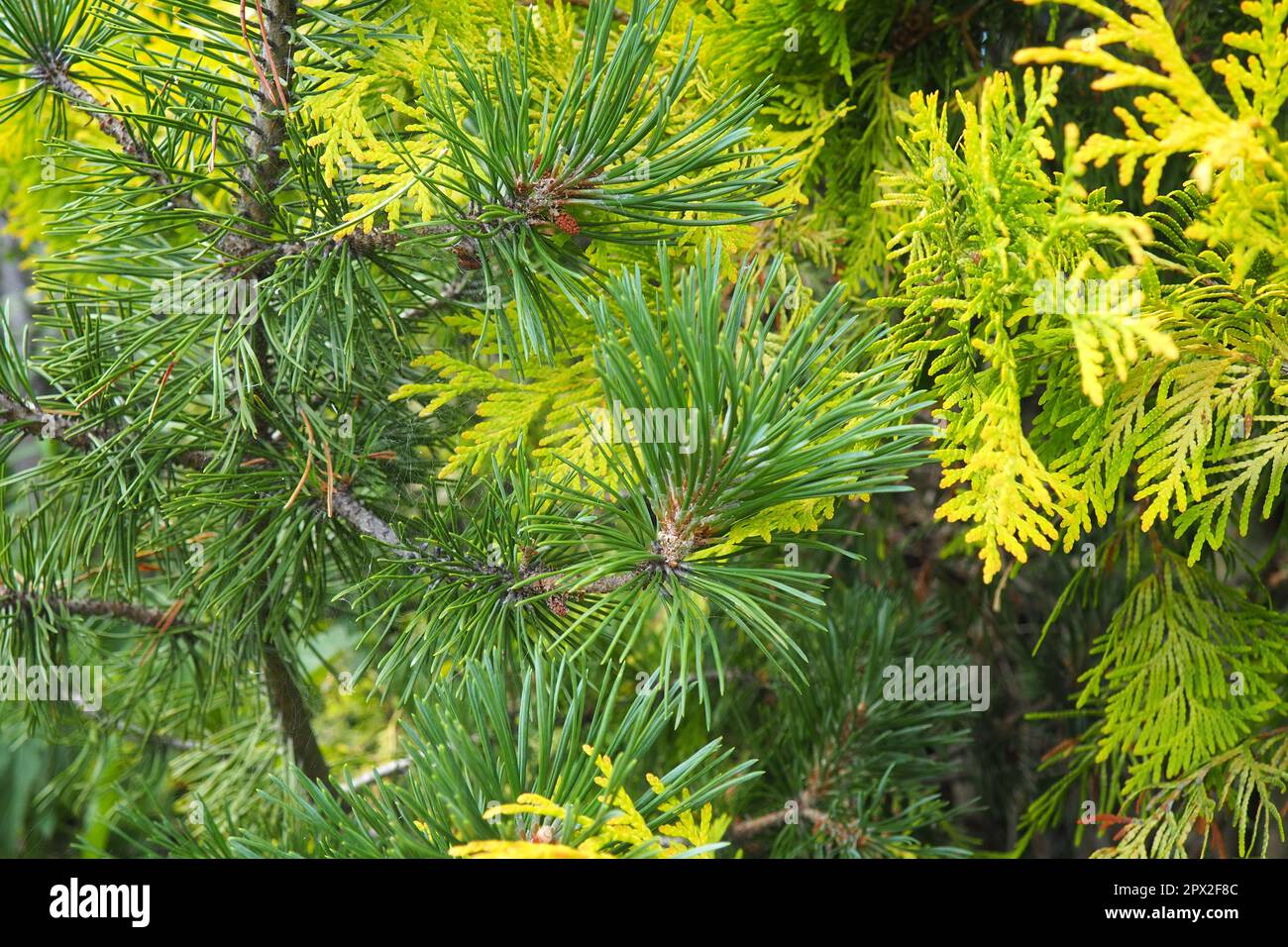 Shaping the crown of thuja. Garden and park. Floriculture and horticulture. Landscaping of urban and rural areas. Yellow-green leaves and needles of c Stock Photo