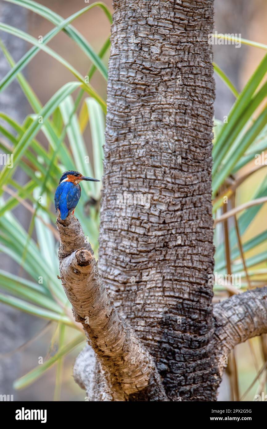 Malagasy kingfisher or Madagascar kingfisher (Corythornis vintsioides) is a species of endemic bird in the family Alcedinidae, Isalo National Park, Ma Stock Photo