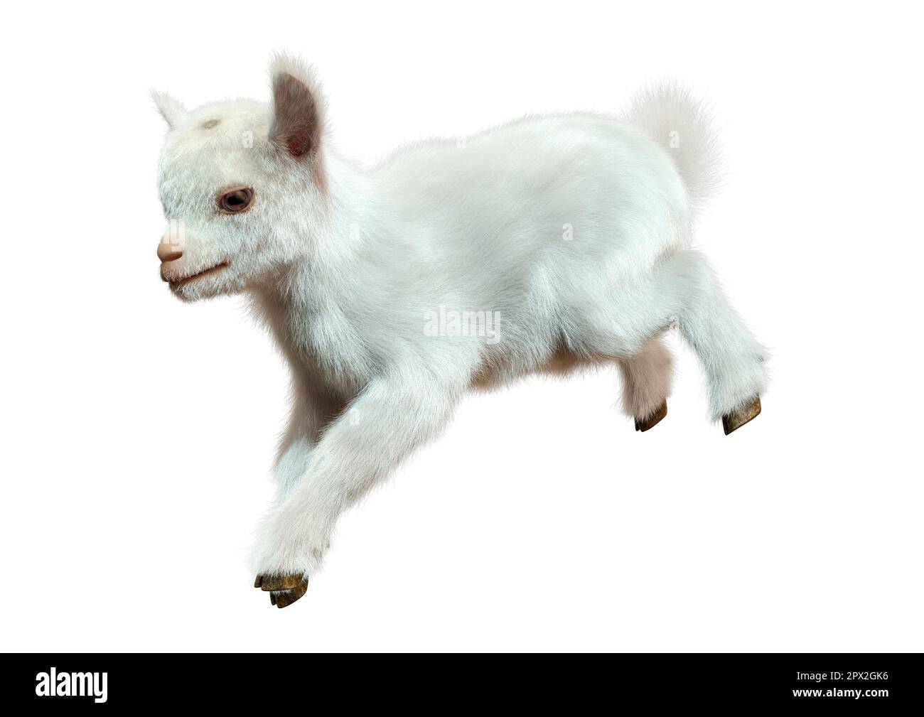 3D rendering of a white baby goat isolated on white background Stock