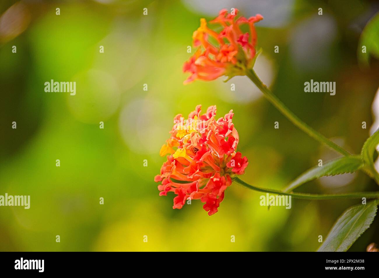 lantana camara. lantana flower closeup. Verbenaceae family. natural background. Stock Photo