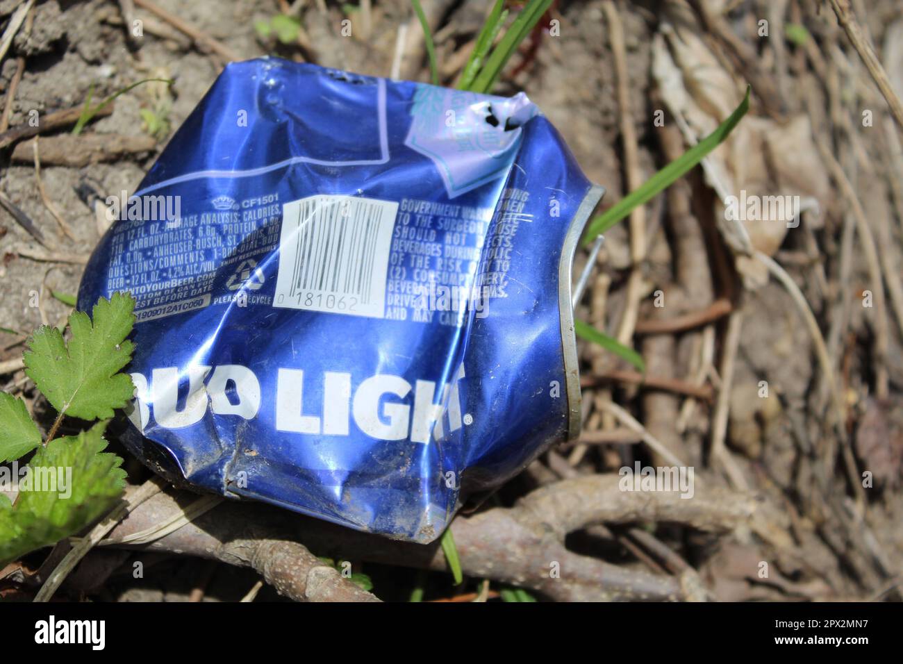 Crushed Bud Light beer can with vegetation at Camp Ground Road Woods in Des Plaines, Illinois Stock Photo