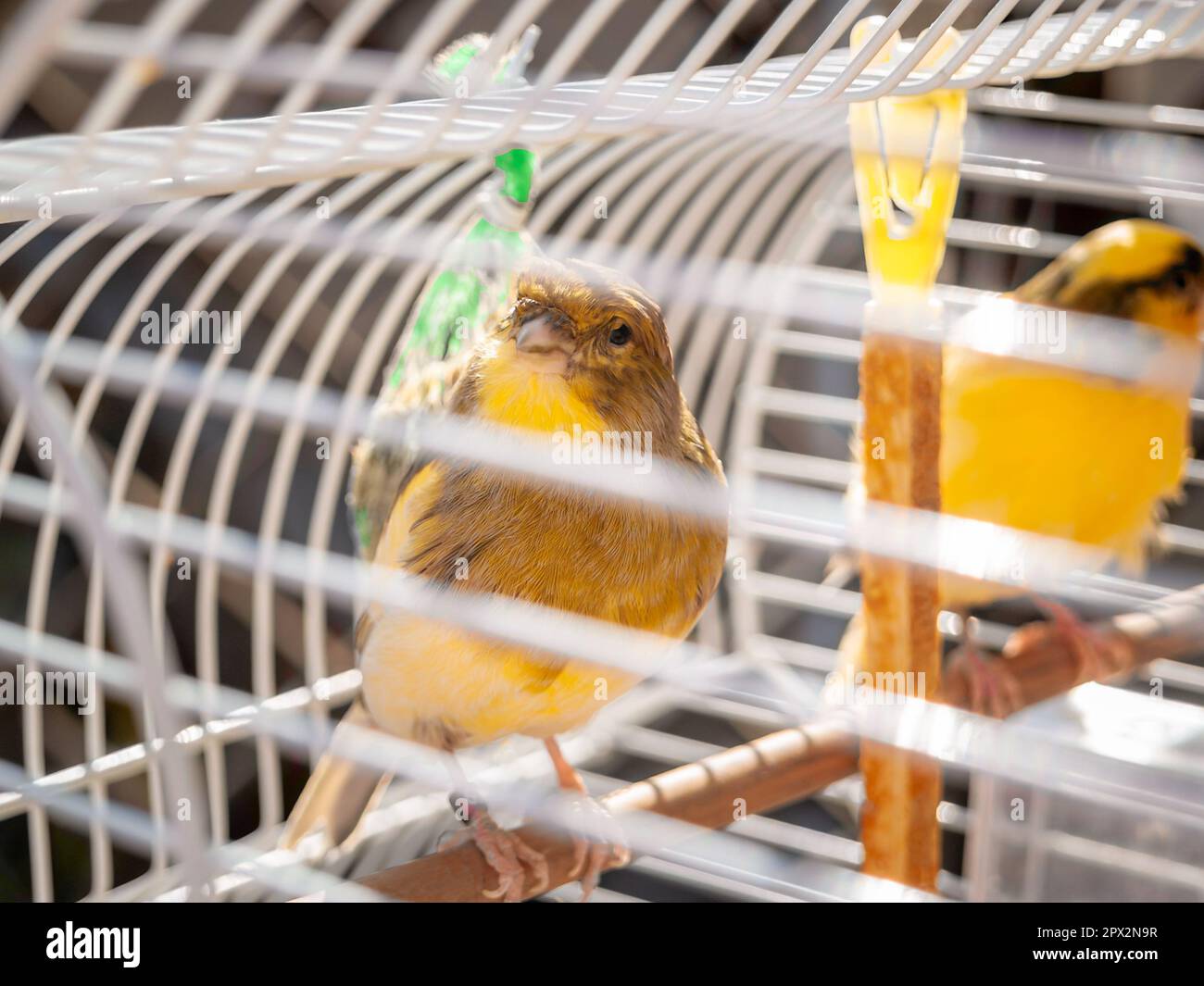 Canary in cage songbird domestic male green and yellow captivity looking at the camera Stock Photo