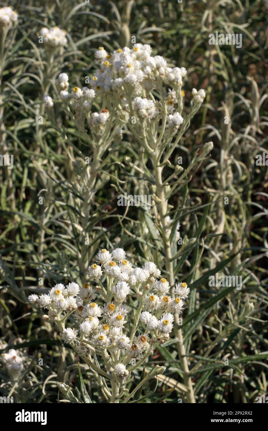 Silberimmortelle (Anaphalis margaritacea), auch Großblütiges Perlkörbchen, Perlblume oder Perlkraut, im Botanischen Garten, Nordrhein-Westfalen, Deuts Stock Photo