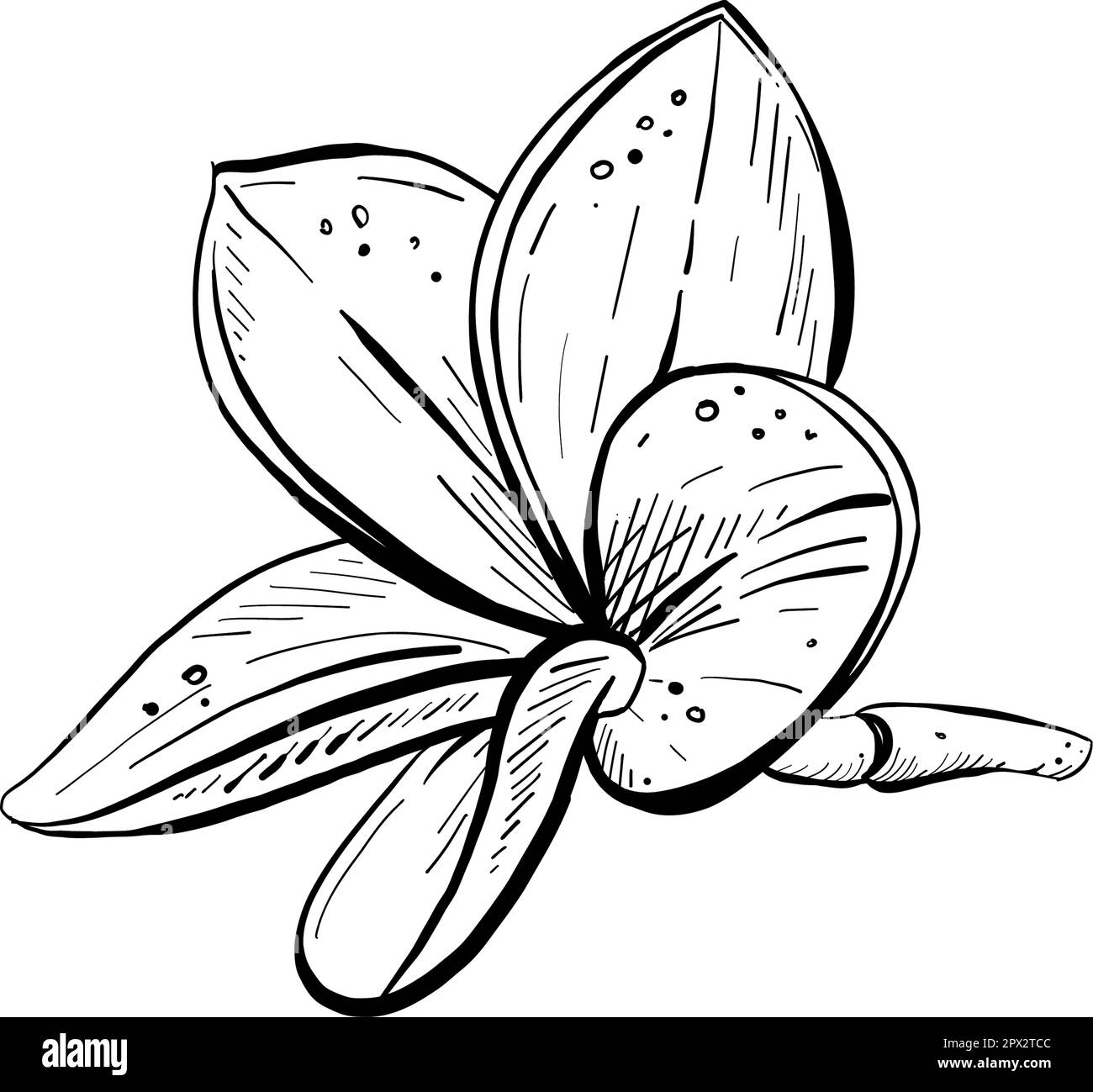 Plumeria linear icon. Exotic flower. Flora of Indonesian islands. Tropical  plants. Blossom of frangipani. Thin line illustration. Contour symbol.  Vector isolated outline drawing. Editable stroke 4985771 Vector Art at  Vecteezy
