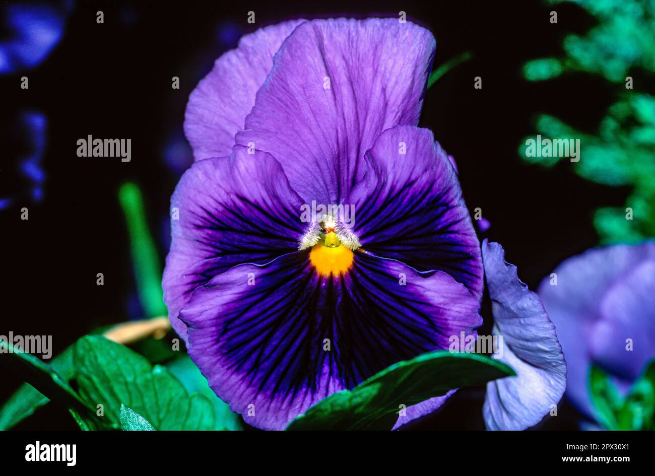 Close-up of the flower of a blue and purple flowering violet Stock Photo