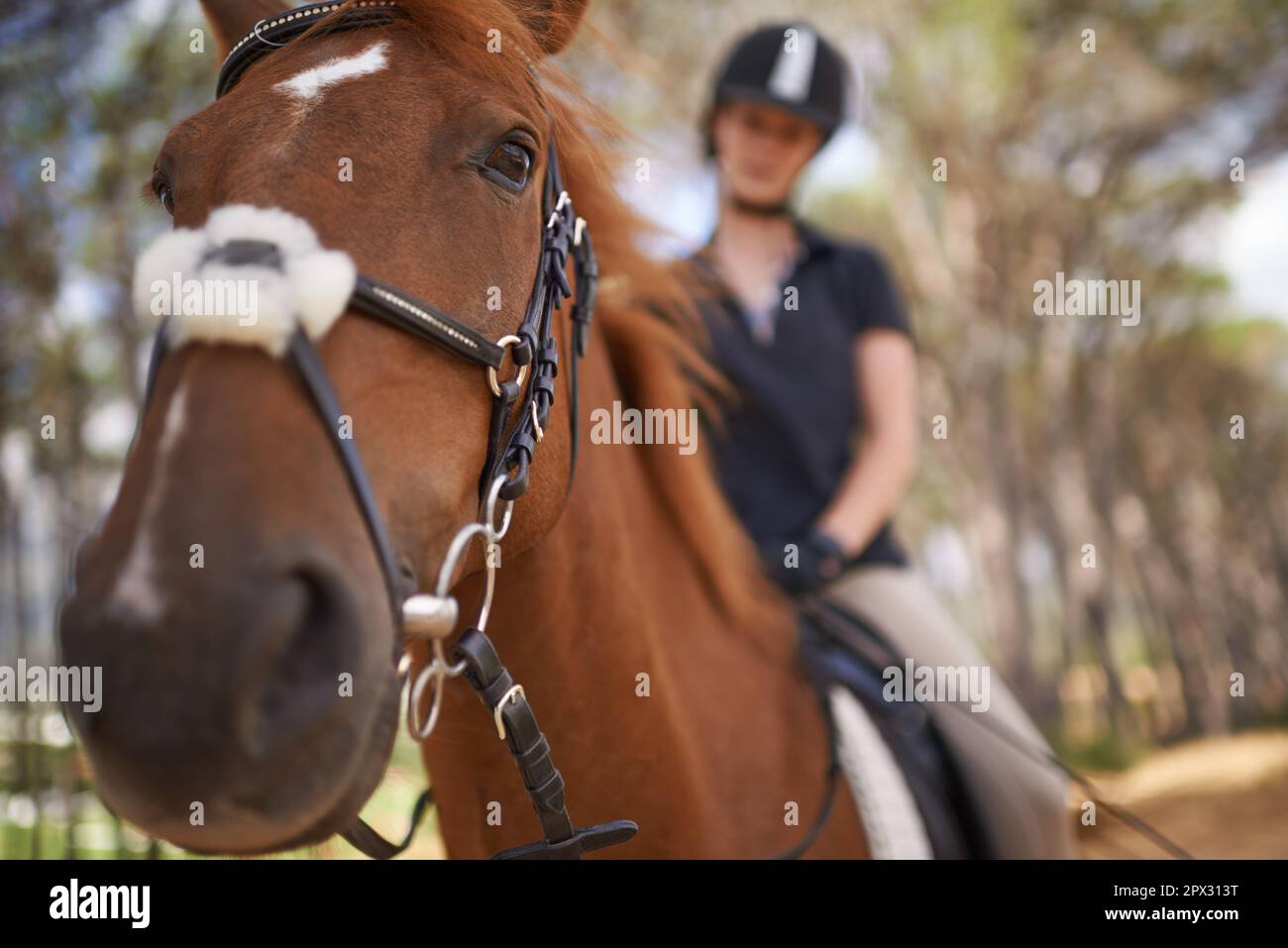 Experiencing nature on horseback. A young woman going for a ride on her chestnut horse. Stock Photo