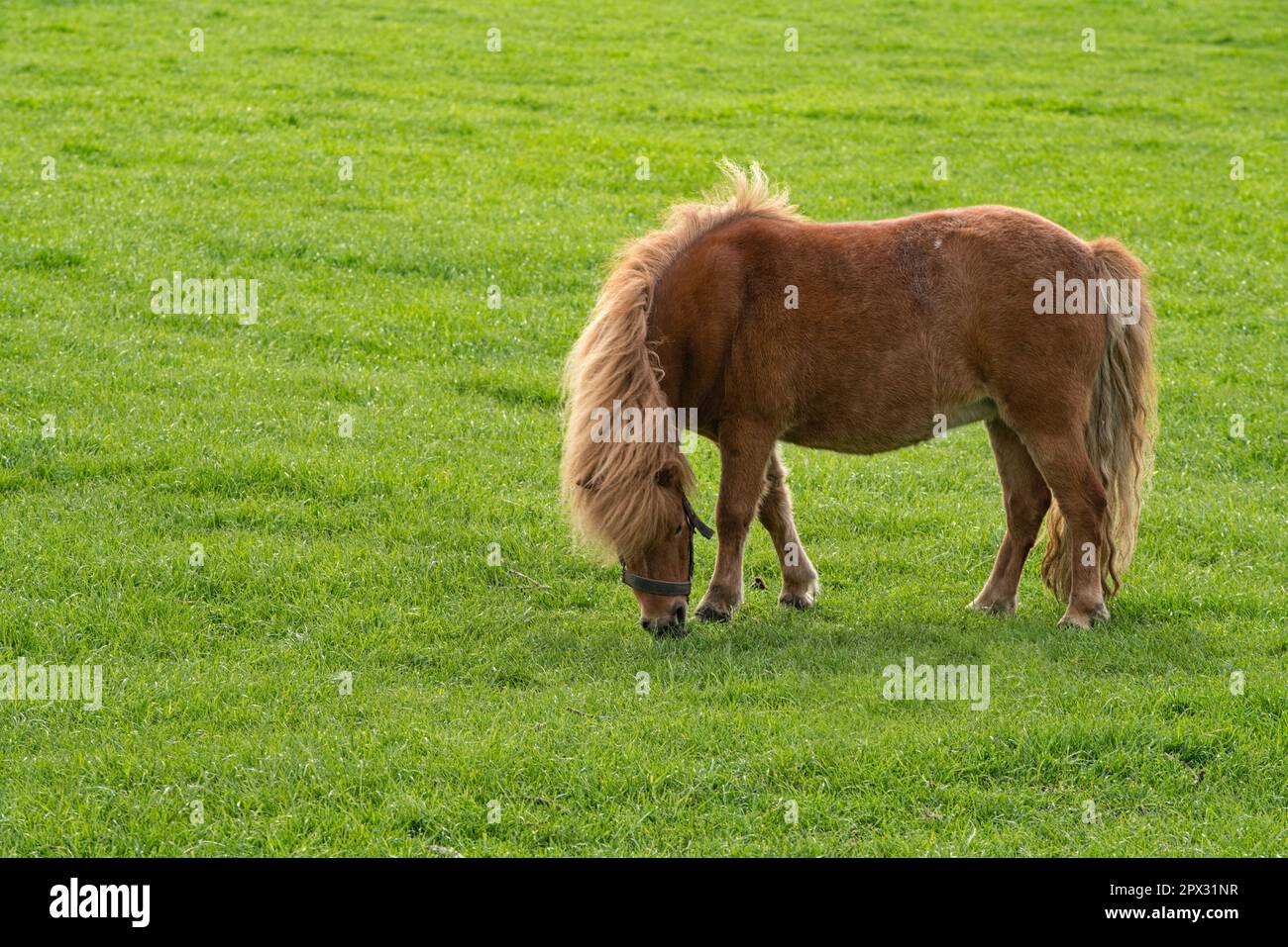 Haflinger auf der Weide bei Zeewolde - Niederlande Stock Photo