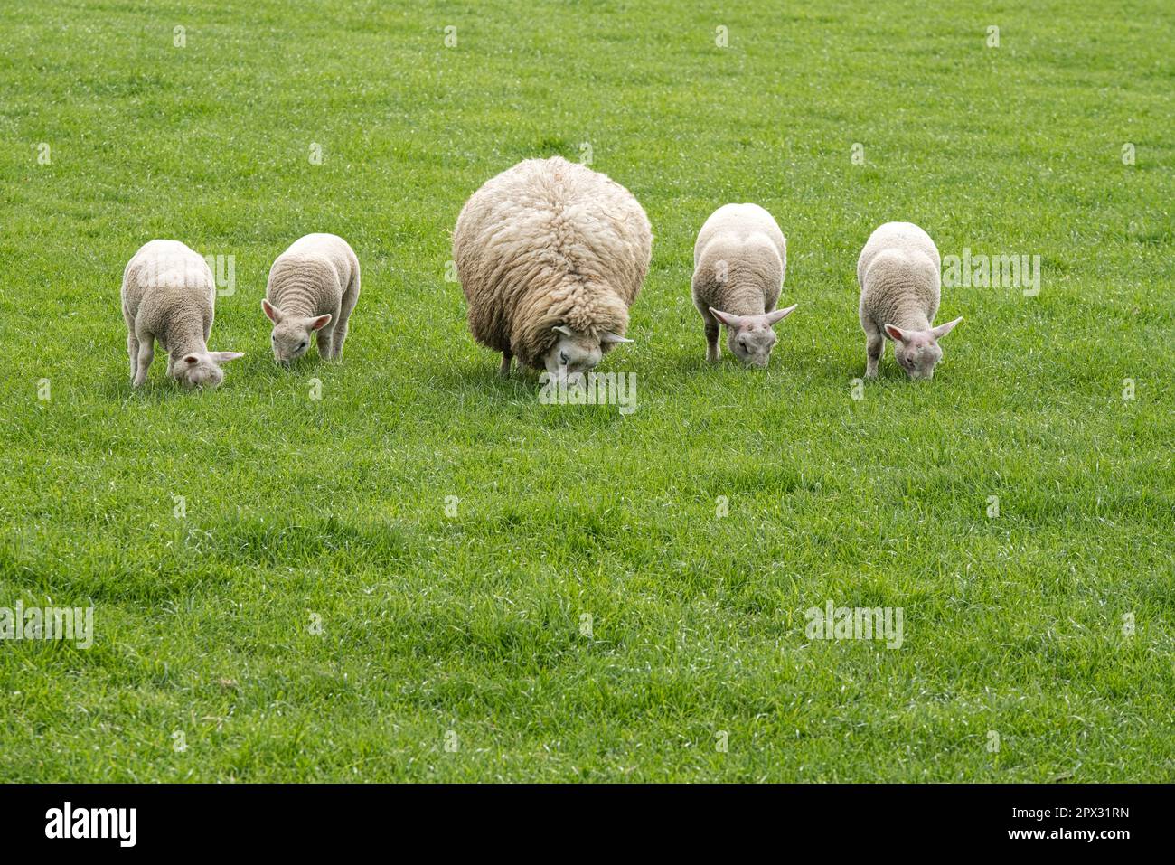 Helle Schafe Nähe Zeewolde in der Niederlande bei Äsen in der Gruppe Stock Photo