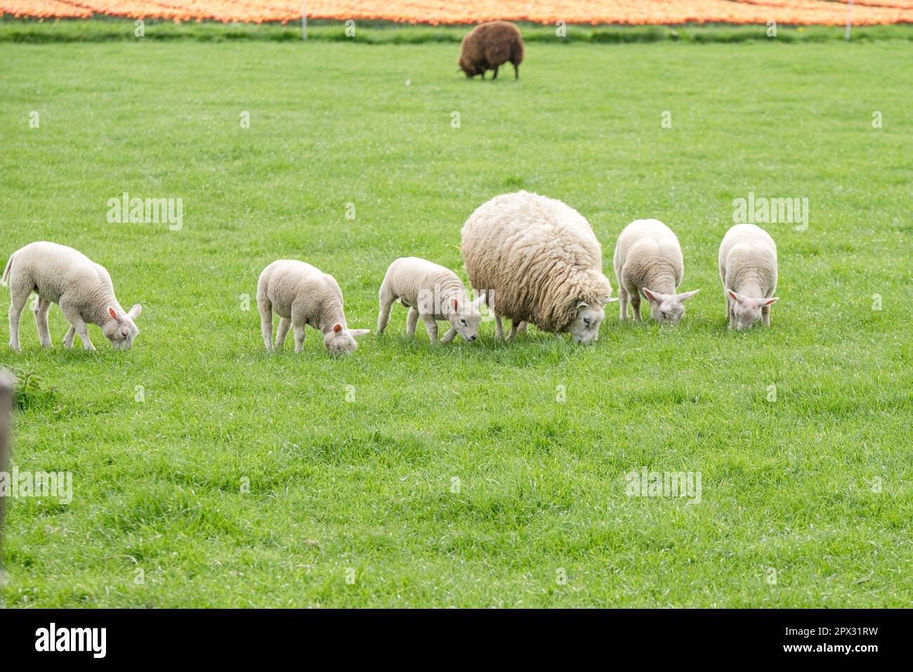 Helle Schafe Nähe Zeewolde in der Niederlande bei Äsen in der Gruppe Stock Photo