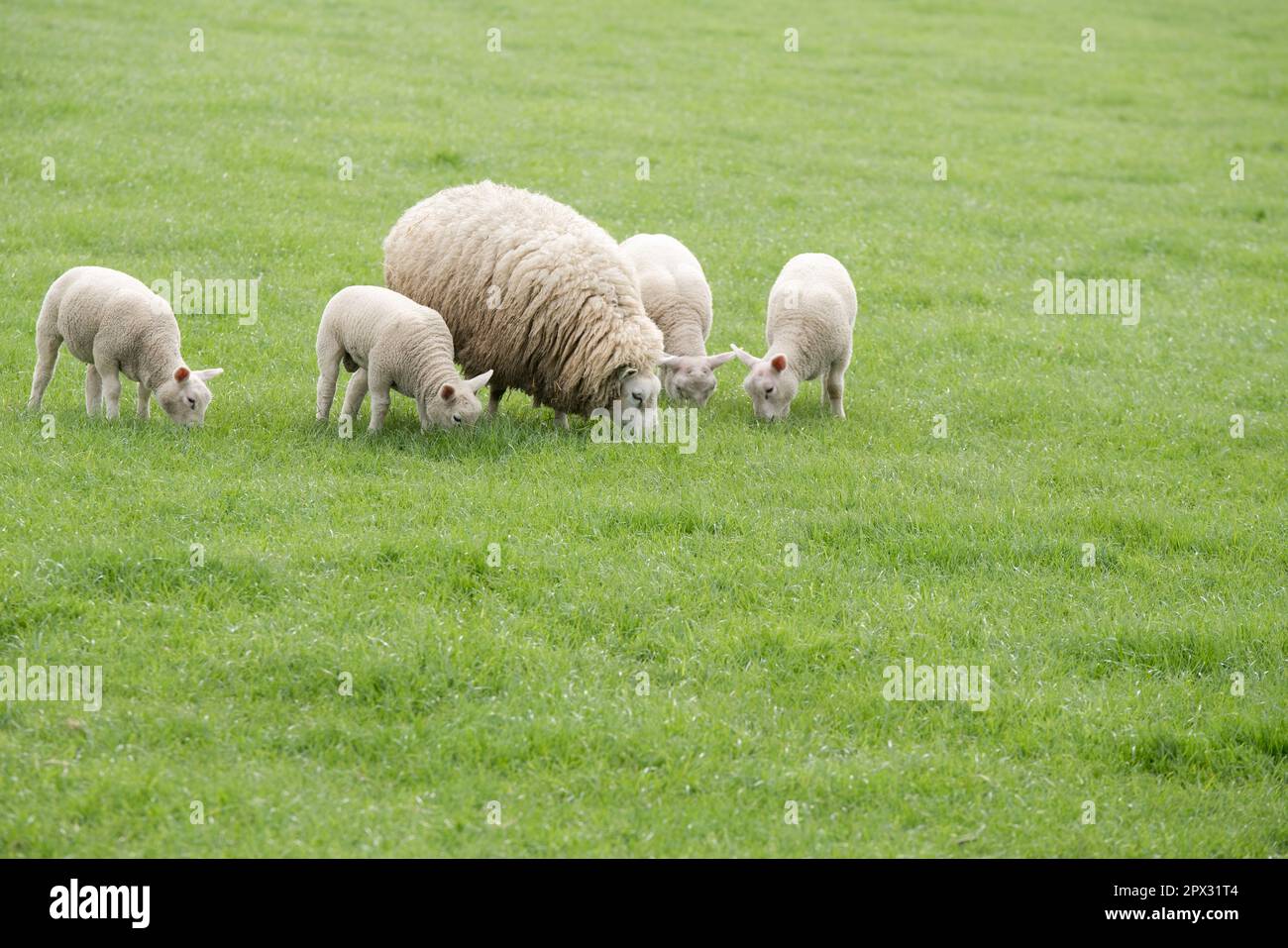 Helle Schafe Nähe Zeewolde in der Niederlande bei Äsen in der Gruppe Stock Photo