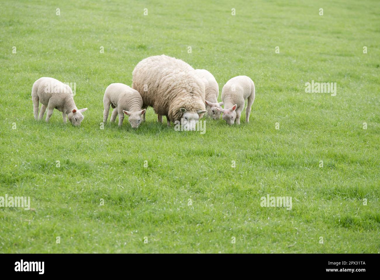 Helle Schafe Nähe Zeewolde in der Niederlande bei Äsen in der Gruppe Stock Photo