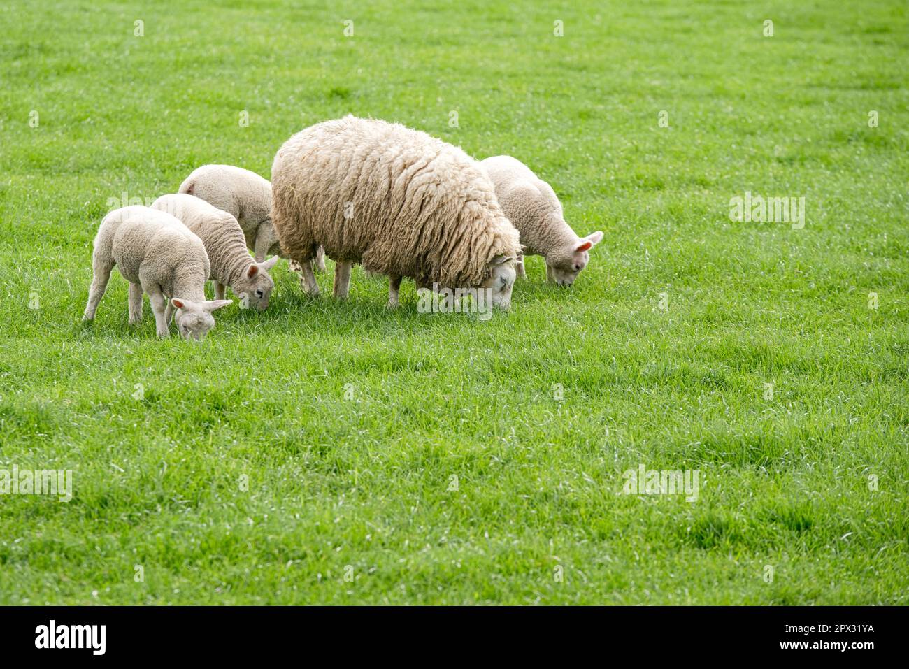 Helle Schafe Nähe Zeewolde in der Niederlande bei Äsen in der Gruppe Stock Photo