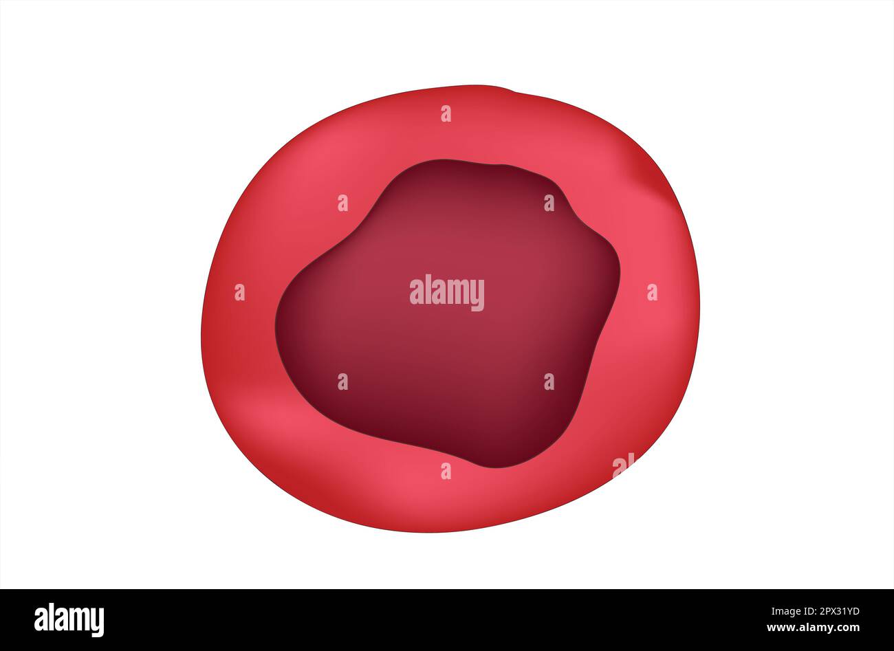 Red blood cell structure Stock Vector