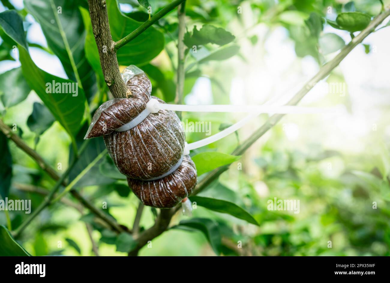 Air layering a pomelo tree branch in an organic garden. Air layering