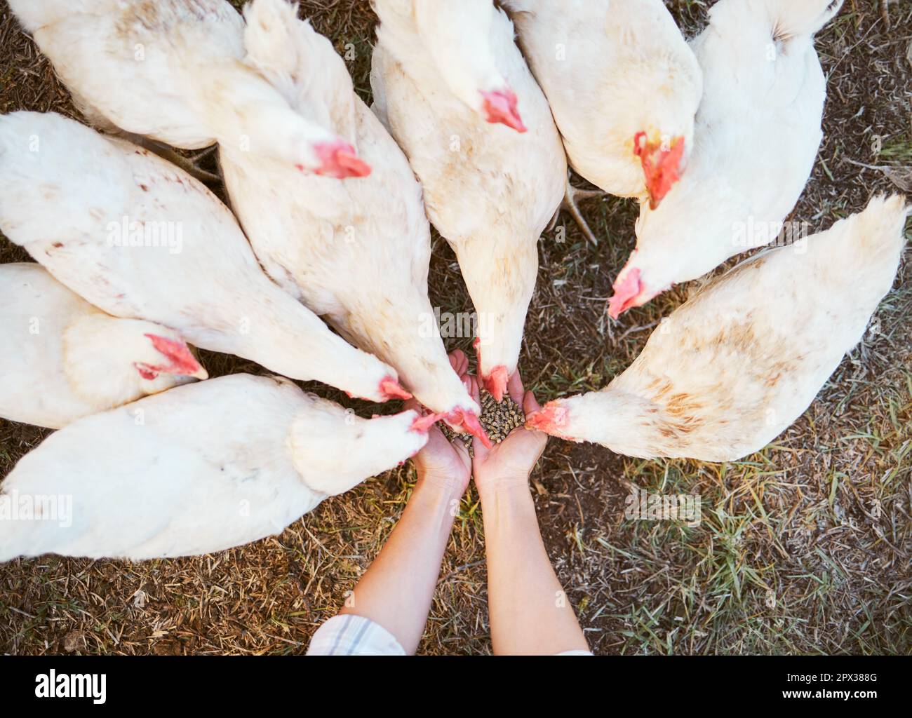 Chicken, farmer hands and feed food, seeds and grain to livestock birds for sustainability