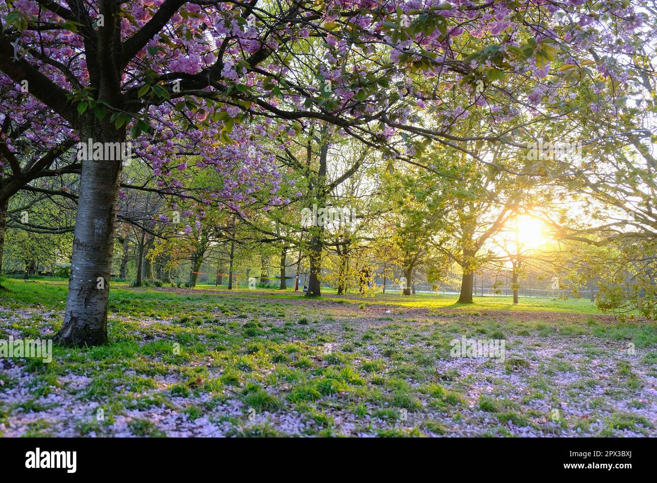 London, UK. Cherry blossom trees in Greenwich Park during early evening Stock Photo