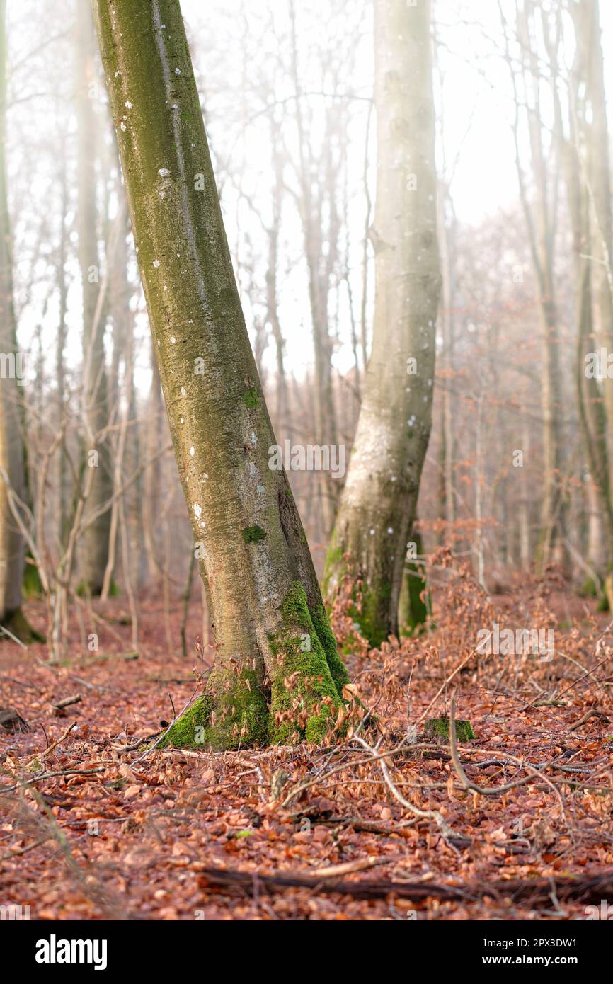 Tall beech tree trunks with moss and algae growing in a misty forest